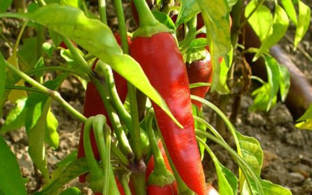 Cayenne’s Potential Value In COVID-19 Regarding Two of Its Destructive Effects