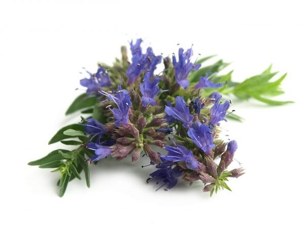 Hyssop (Hyssopus officinalis)