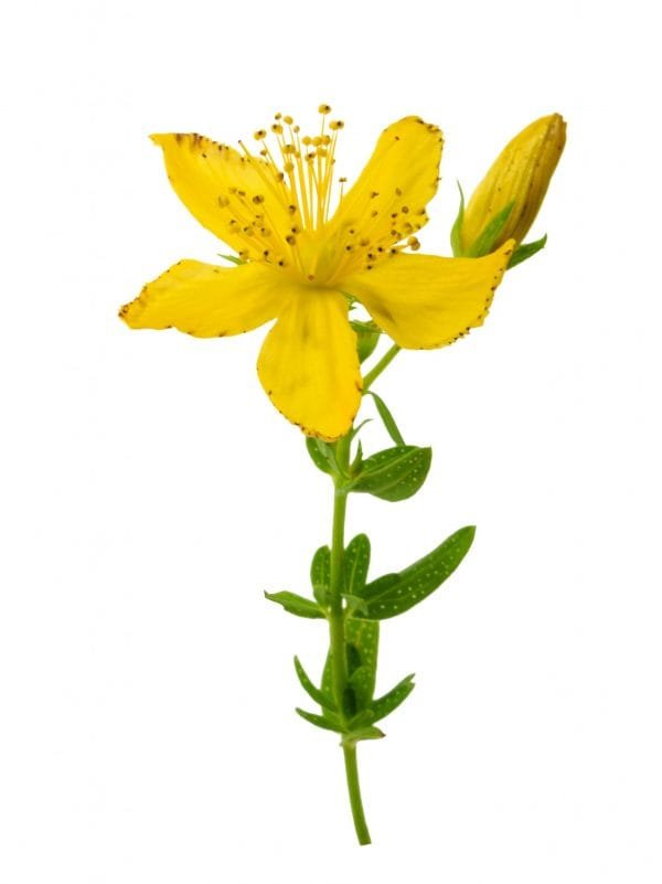 St. John's wort (Hypericum perforatum) isolated without shadow