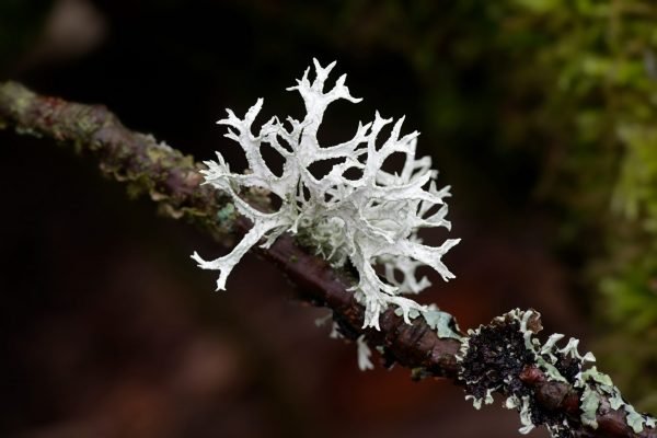 Oakmoss Materia Medica