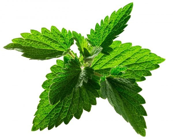 Catnip Materia Medica