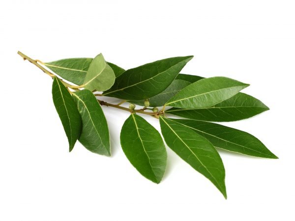 Laurel Materia Medica