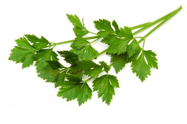 lovage