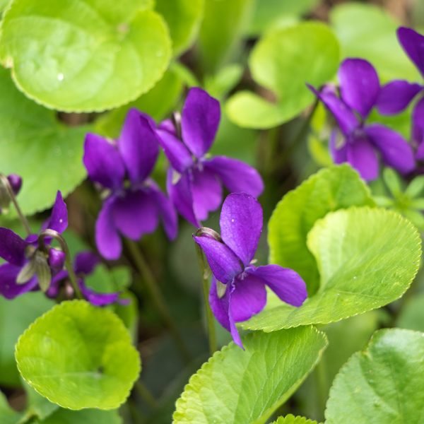 Violet Materia Medica