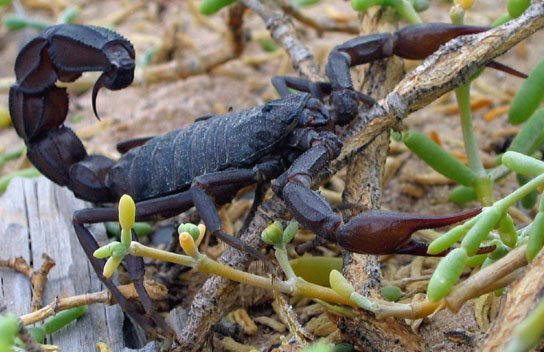 Black Scorpion (Androctonus crassicauda)
Per-Anders Olsson - Per-Anders Olsson (used with permission)