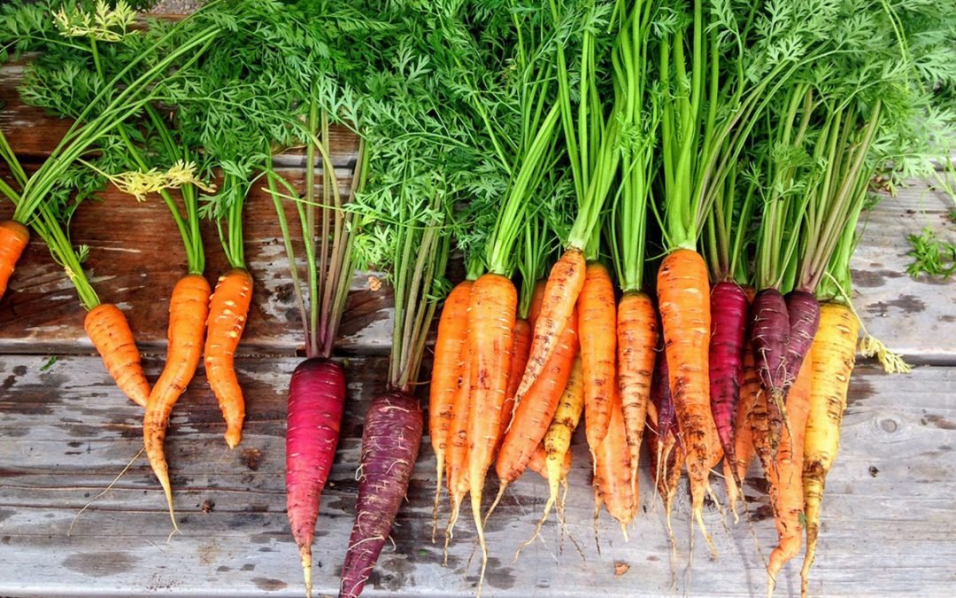 The Carrot: Nutritional and Medicinal Powerhouse