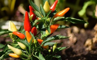 Cayenne is a Powerful Food and Medicine