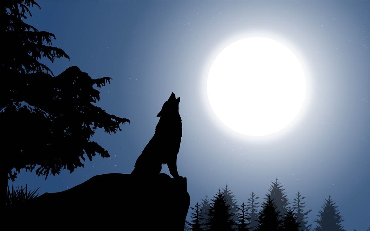 wolf moon essential oil blend moonstone sandalwood oil